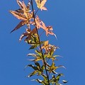 写真: 赤いモミジの葉（11月2日）