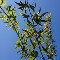 写真: 緑が多めのモミジの葉（11月2日）