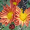 写真: 赤い菊の仲間の花（11月4日）