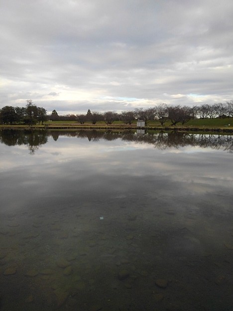 Photos: ゆうゆうパークの池の水面（10月24日）