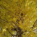 Photos: 黄色いイチョウの葉（11月11日）