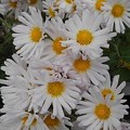Photos: 庭の白い花（11月8日）
