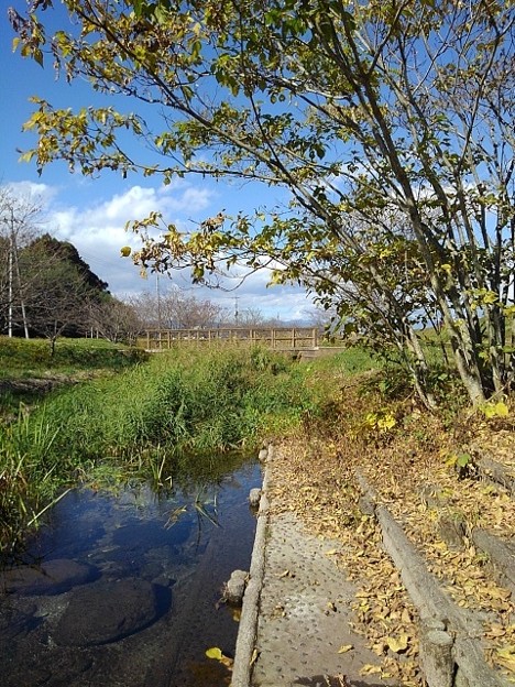 写真: 小川と紅葉（11月5日）
