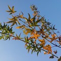 Photos: 複数のモミジの枝と午後の空（11月12日）