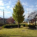 青空と小さな公園のイチョウの木（11月11日）