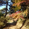 烏ヶ森公園の丘の中腹の紅葉の道（11月18日）