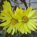 写真: 黄色い花（11月16日）