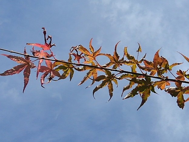 写真: 赤モミジの葉（11月17日）