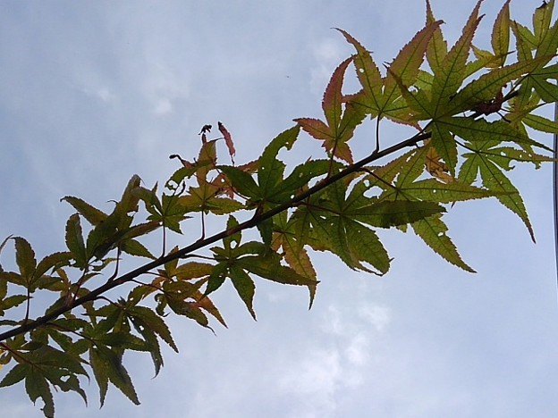 写真: 緑モミジの葉（11月17日）