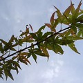 写真: 緑モミジの葉（11月17日）