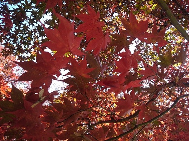 Photos: 烏ヶ森公園の丘の道のモミジの葉（11月18日）