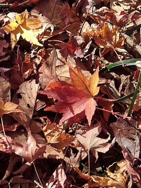 Photos: 烏ヶ森公園のモミジもある落ち葉（11月18日）