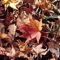 Photos: 烏ヶ森公園のモミジもある落ち葉（11月18日）
