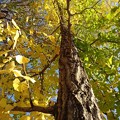 Photos: 烏ヶ森公園のイチョウの葉（11月18日）