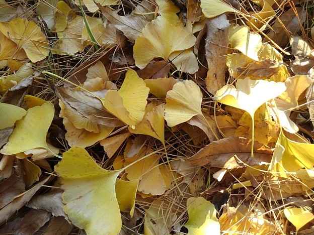 Photos: 烏ヶ森公園のイチョウの落ち葉（11月18日）