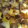烏ヶ森公園のイチョウの落ち葉（11月18日）