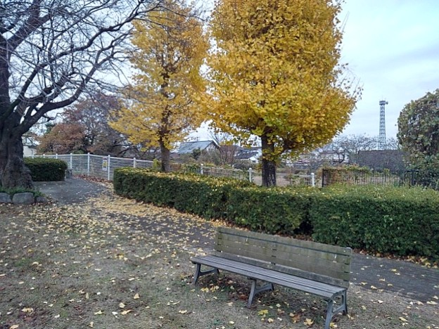 写真: 小さな公園のイチョウ並木とベンチ（11月20日）