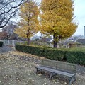 小さな公園のイチョウ並木とベンチ（11月20日）