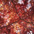 写真: 烏ヶ森公園の丘の緩やかな階段のモミジの葉（11月18日）