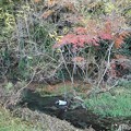 紅葉と小川（11月21日）