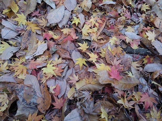 写真: 川崎城跡公園のモミジの落ち葉（11月24日）