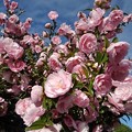 写真: 小さな公園の多く咲いたピンクのサザンカ（11月26日）