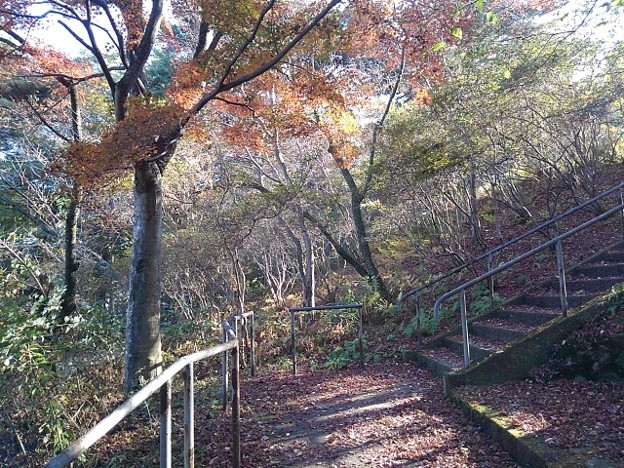 写真: 烏ヶ森公園の丘の階段の近くのモミジ（11月18日）
