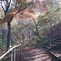烏ヶ森公園の丘の階段の近くのモミジ（11月18日）