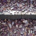 写真: 烏ヶ森公園の丘の落ち葉（11月18日）