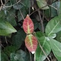 Photos: 庭の赤い葉（11月29日）