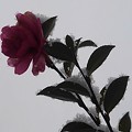 Photos: 庭のサザンカの花（12月24日）