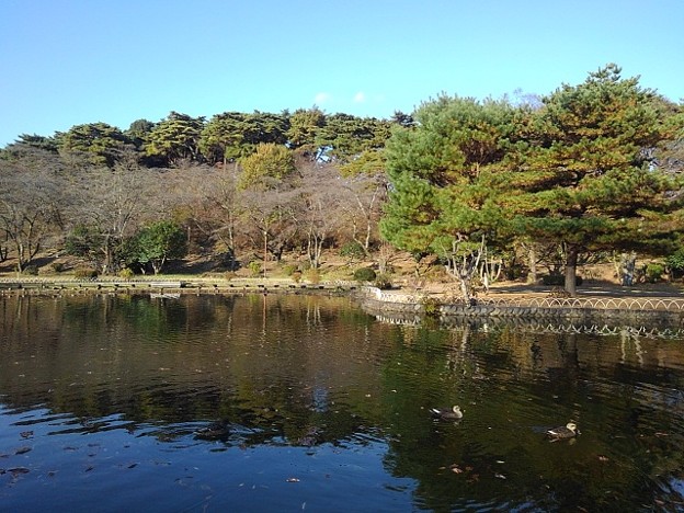 Photos: 烏ヶ森公園の池の映り込み（11月18日）