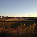Photos: 水田地帯（12月12日）