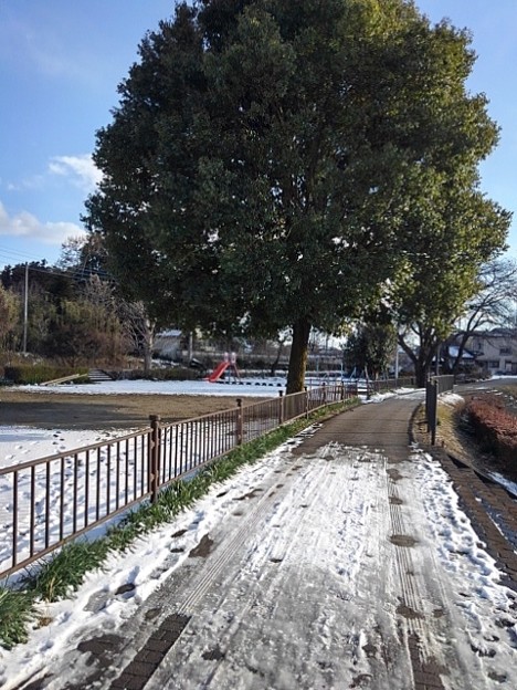 写真: 雪が残る道（1月28日）