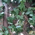 Photos: 庭の木製の壁と葉（1月15日）