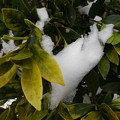 Photos: 黄緑の葉と雪（1月27日）