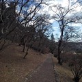 写真: 烏ヶ森公園の丘のゆったりした坂（1月3日）