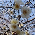 Photos: 白い梅の花（2月23日）