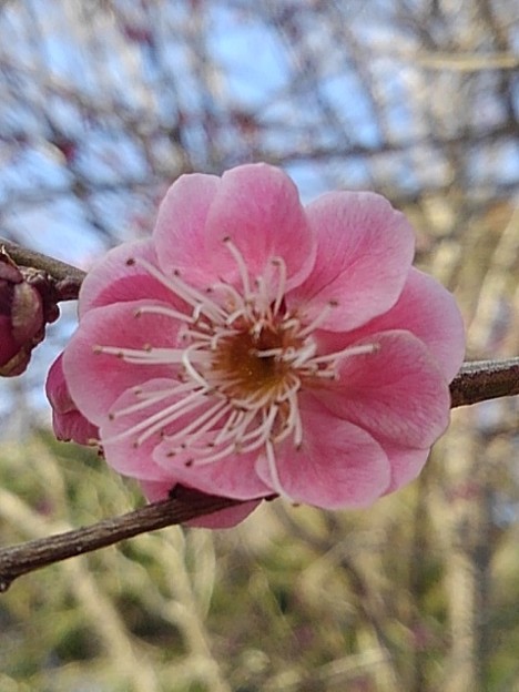 写真: ピンクの梅の花（2月23日）