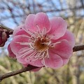 Photos: ピンクの梅の花（2月23日）