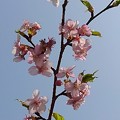 Photos: 青空と似合う川崎城跡の丘の河津桜の花（3月11日）