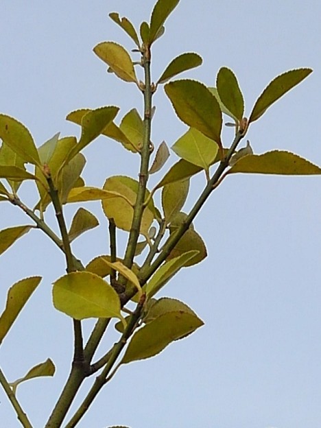 黄緑の葉（3月9日）