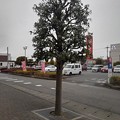 Photos: 街路樹（2月24日）