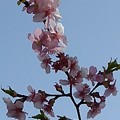 Photos: 空と似合う川崎城跡の河津桜（3月11日）