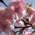 Photos: 川崎城跡のピンクの早咲き桜（3月11日）