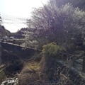Photos: 川崎城跡の小川の梅（3月11日）