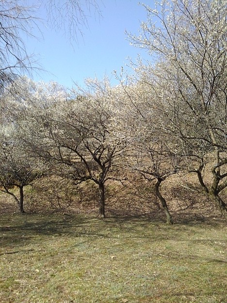 Photos: 川崎城跡の丘の梅（3月11日）