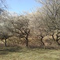 Photos: 川崎城跡の丘の梅（3月11日）