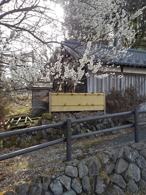 写真: 水車小屋と梅（3月11日）