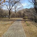 Photos: 川崎城跡公園の丘の石畳の道（2月23日）